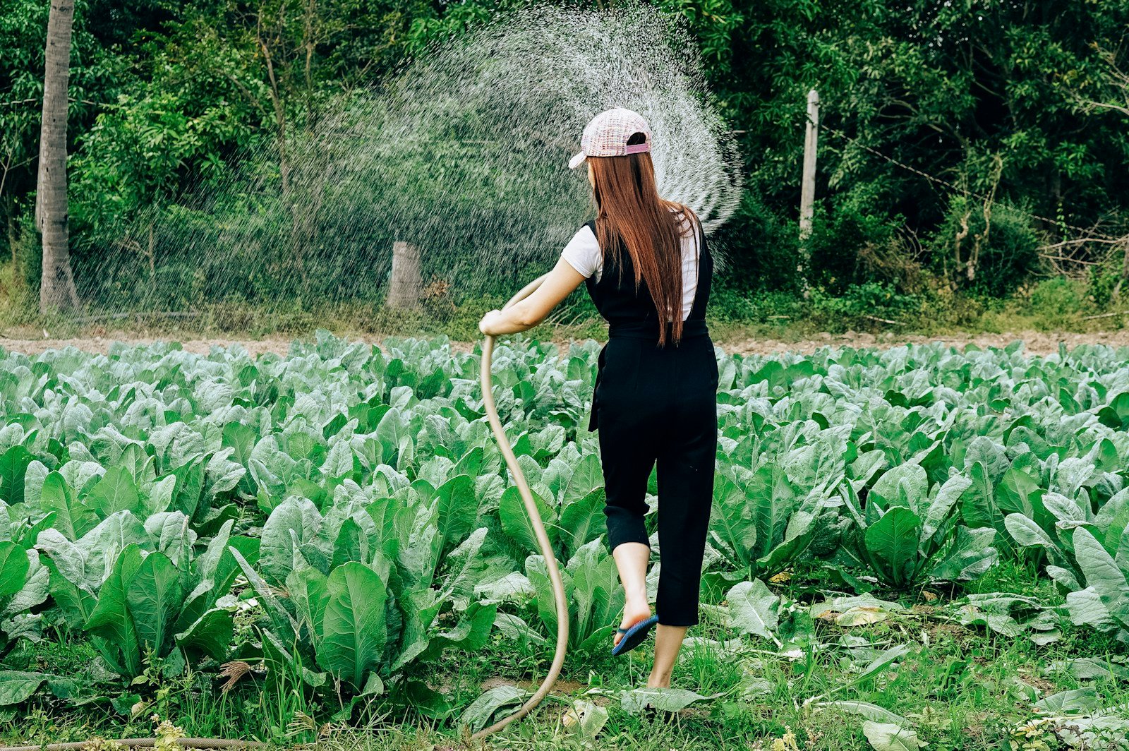Arrosage d'un potager au tuyau