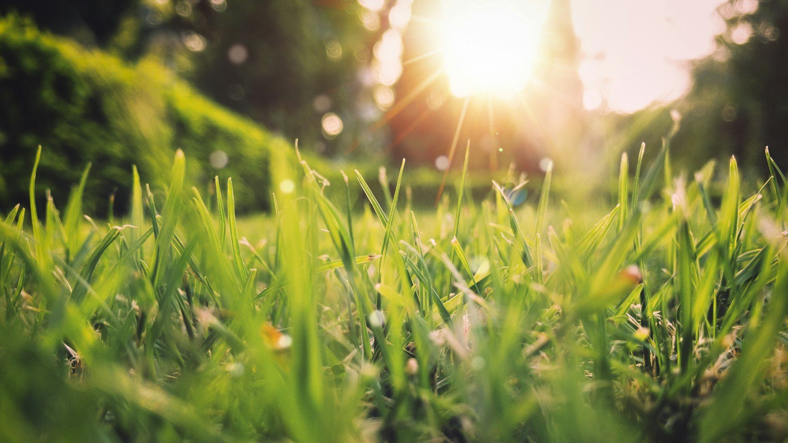 Pelouse au printemps, sol frais et herbe en pleine reprise