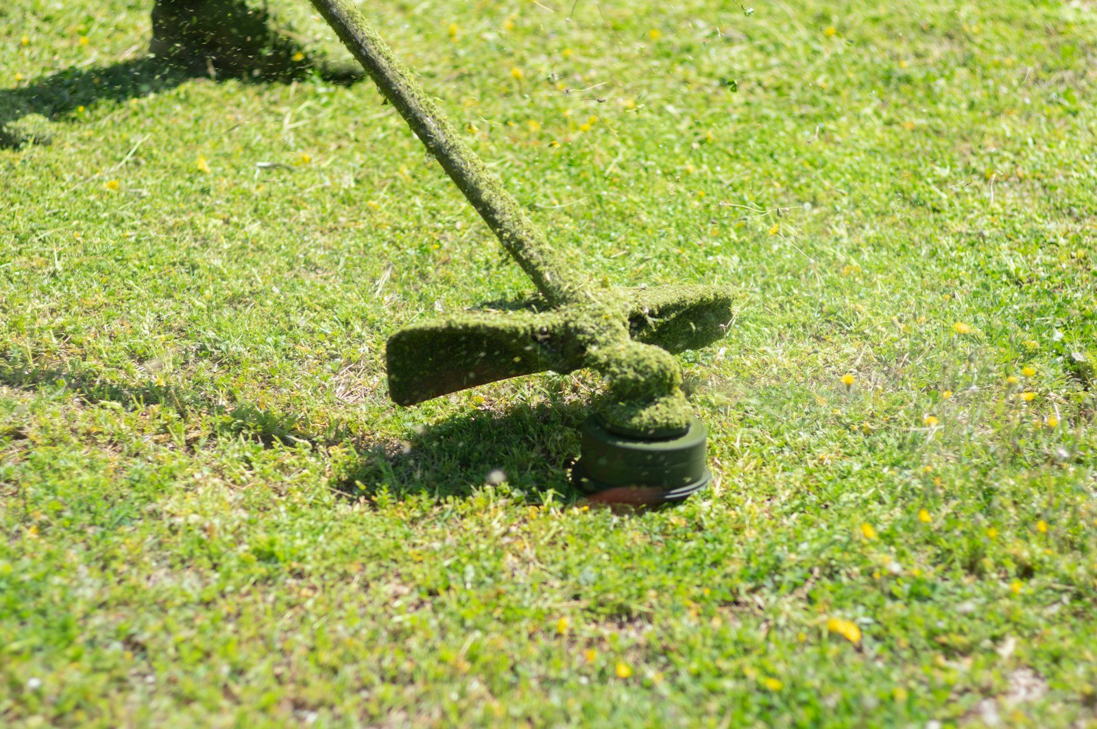 Tête de coupe d'un coupe-bordure électrique au ras de l'herbe